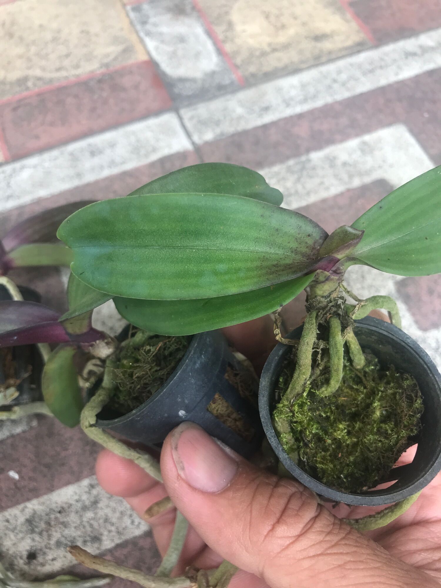 Ngọc điểm giống 60k/2 cây