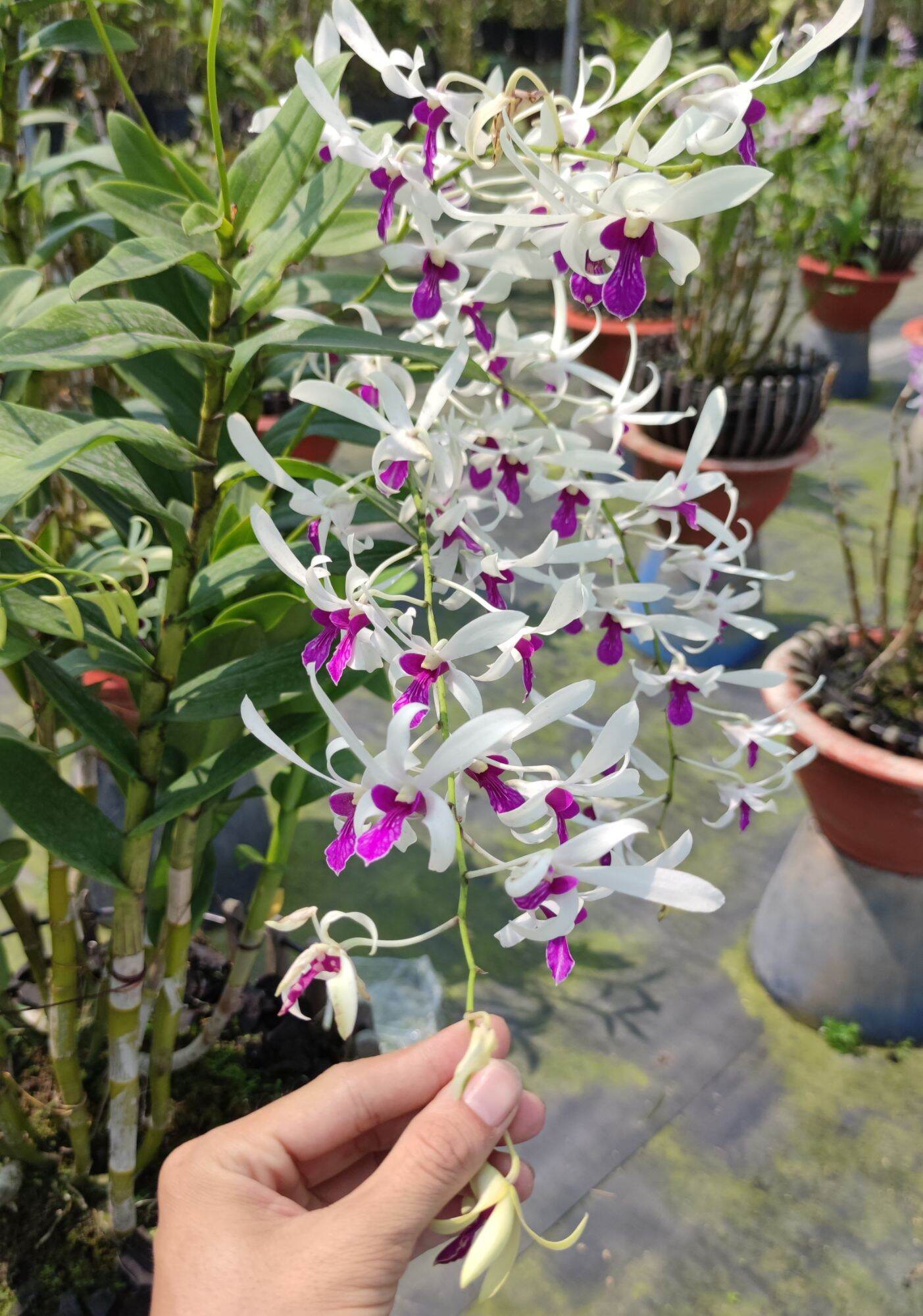Lan Dendro Nắng Bà Liễu - Cây con Giống nhiều giả hành rất đẹp cây cao từ 12 đến 15CM
