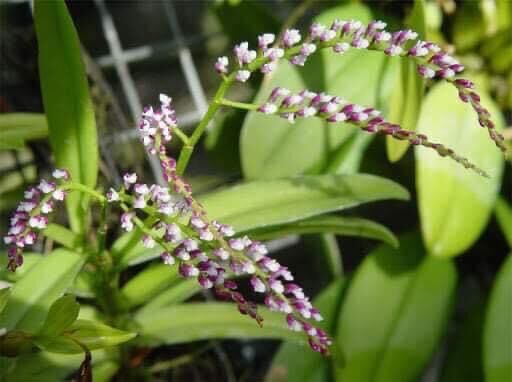 Hoa Lan quý trứng bướm hoa dài(1 bó)