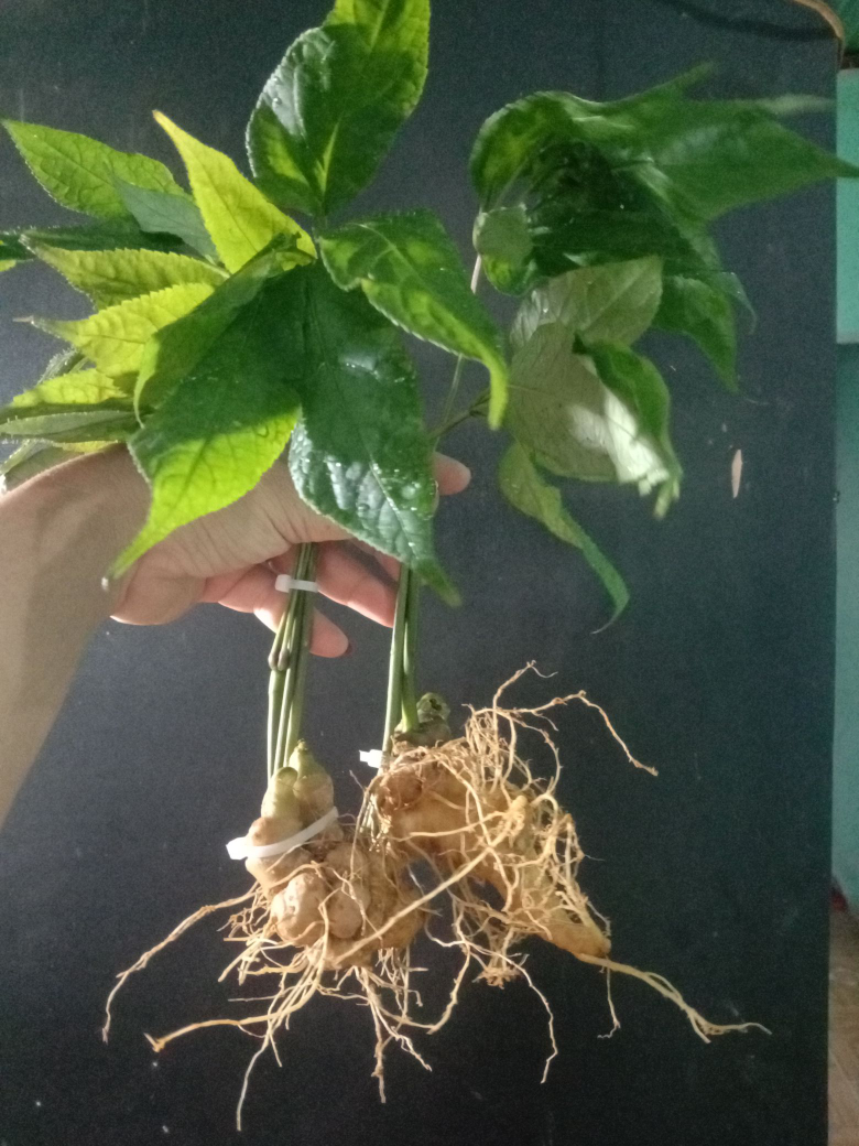Sâm ngọc linh 2 củ