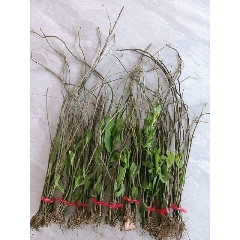 hoa lan đột biến hạc vỹ (1 bó hình cuối )