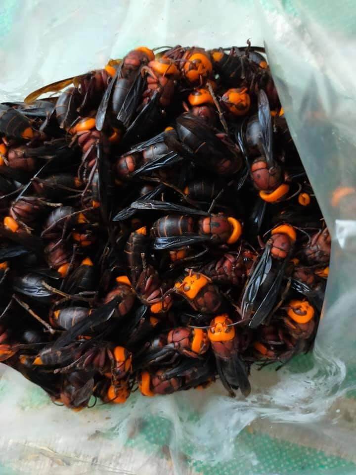 Ong đất ( Ong bắp cày) ngâm ru.ou chai 1Lít hoặc chưa ngâm