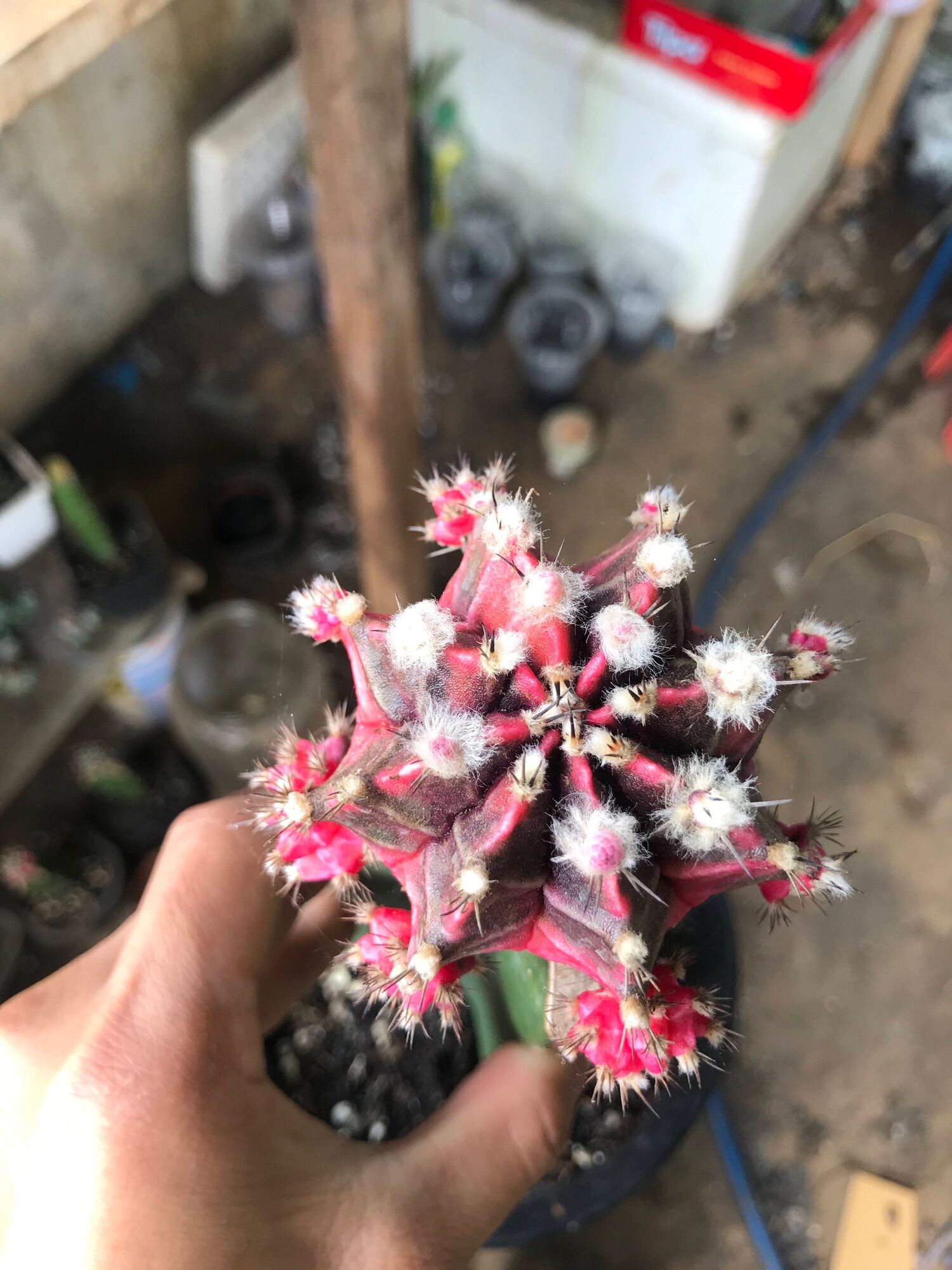 Xương rồng ROSE lem tháp siêu phẩm