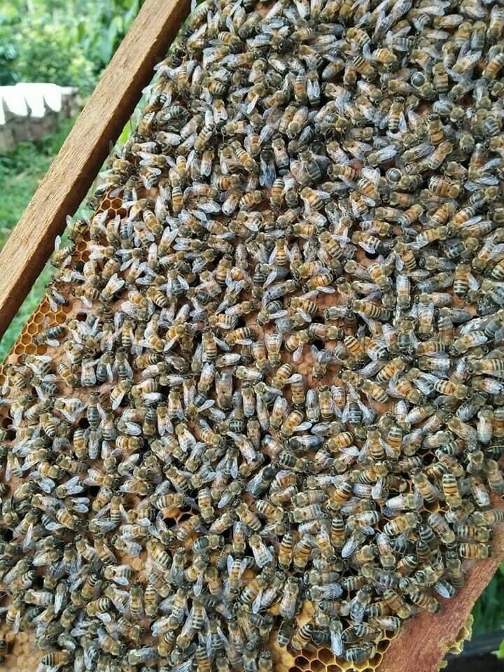 1 lít mật ong ngon hoa cà phê đăklak