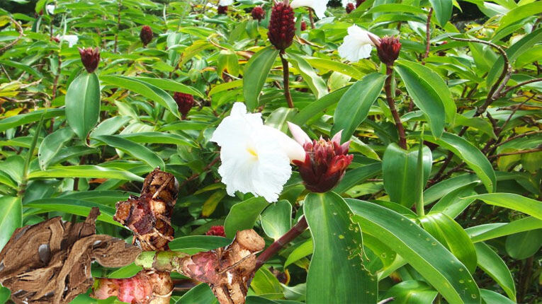 Củ cát lồi ( mía dò) 1kg