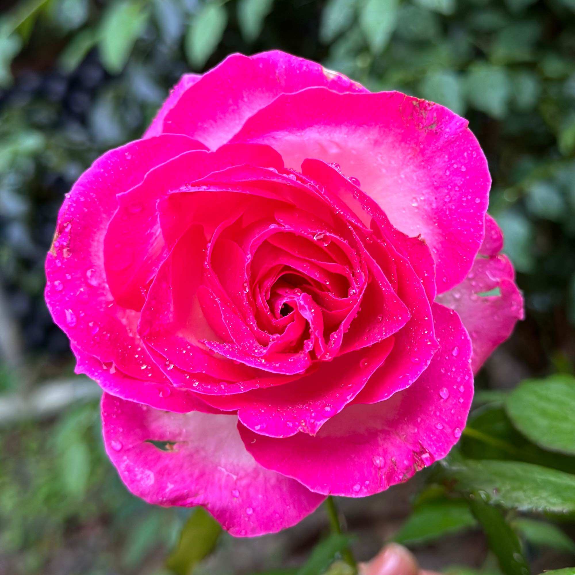 Hoa hồng Candy Snow Mountain Rose - hồng bụi cắt cành, lâu tàn, hoa to, hàng sưu tầm