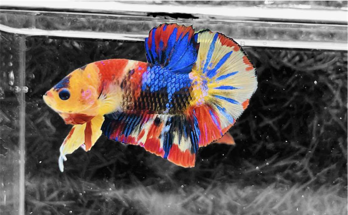 Betta Nemo Muticolor - Hàng cao cấp