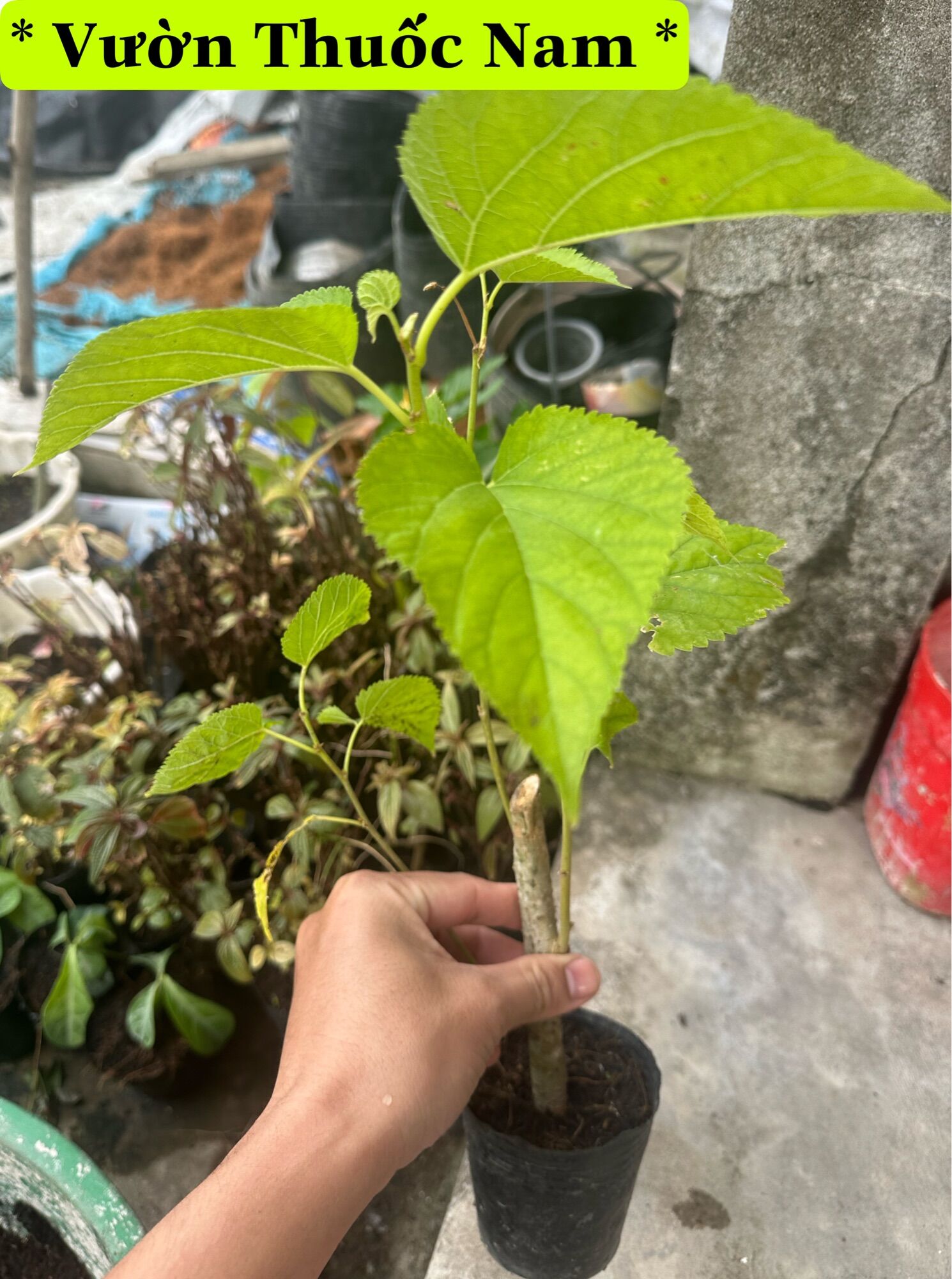 Cây giống dâu tằm dược liệu làm giống