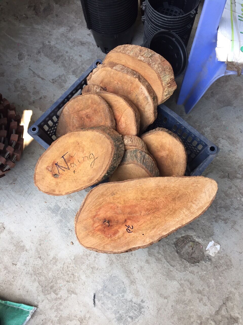 Gỗ nhãn trồng lan