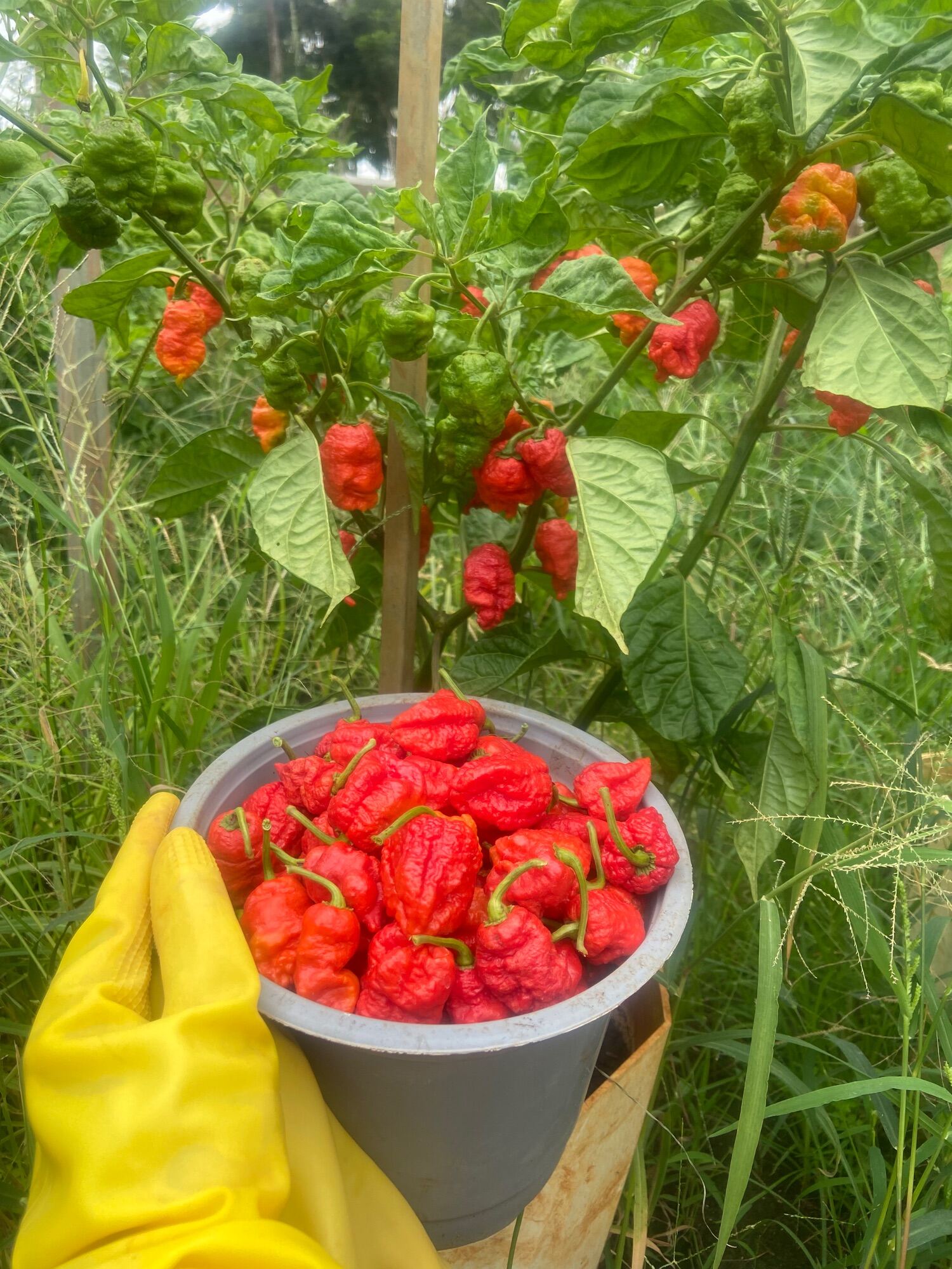 100gr quả ớt carolina reaper, ớt cay nhất thế giới