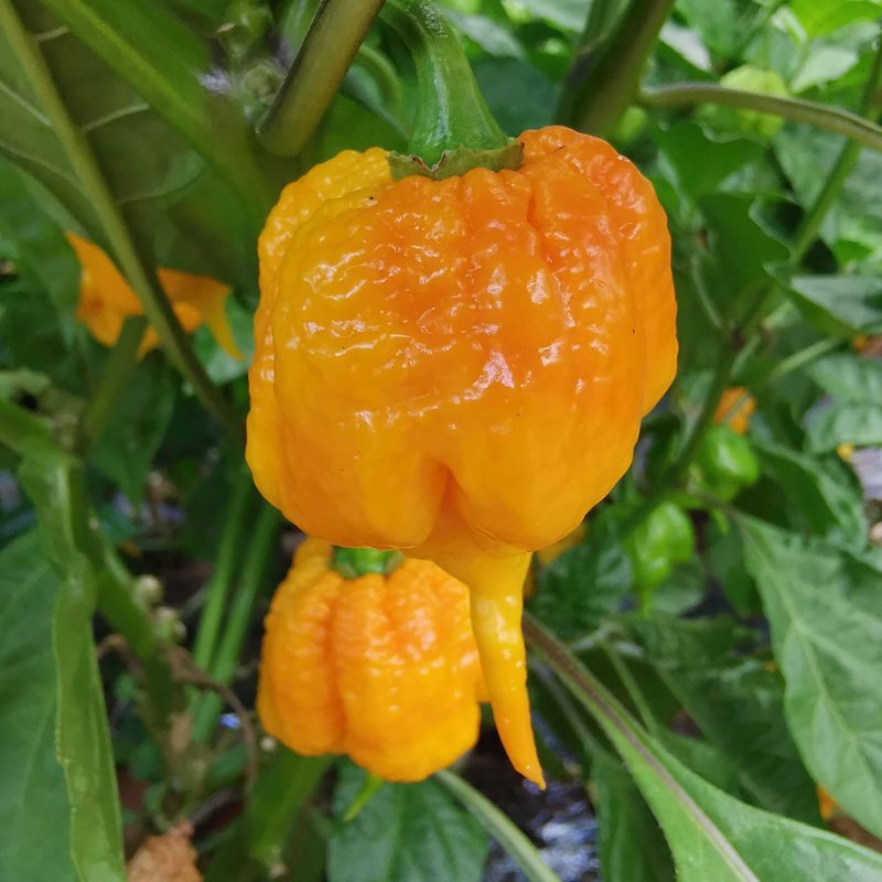 Cây giống Ớt Carolina vàng - ớt cay nhất TG