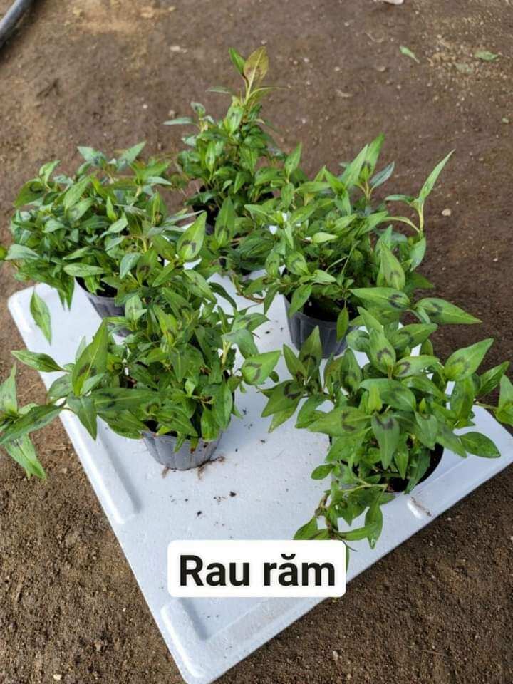 Cây giống rau răm