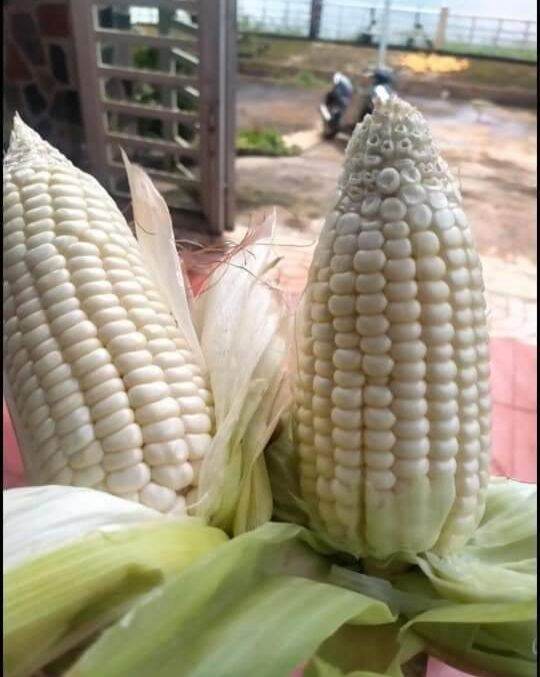 1kg Hạt giống bắp nếp nù sữa
