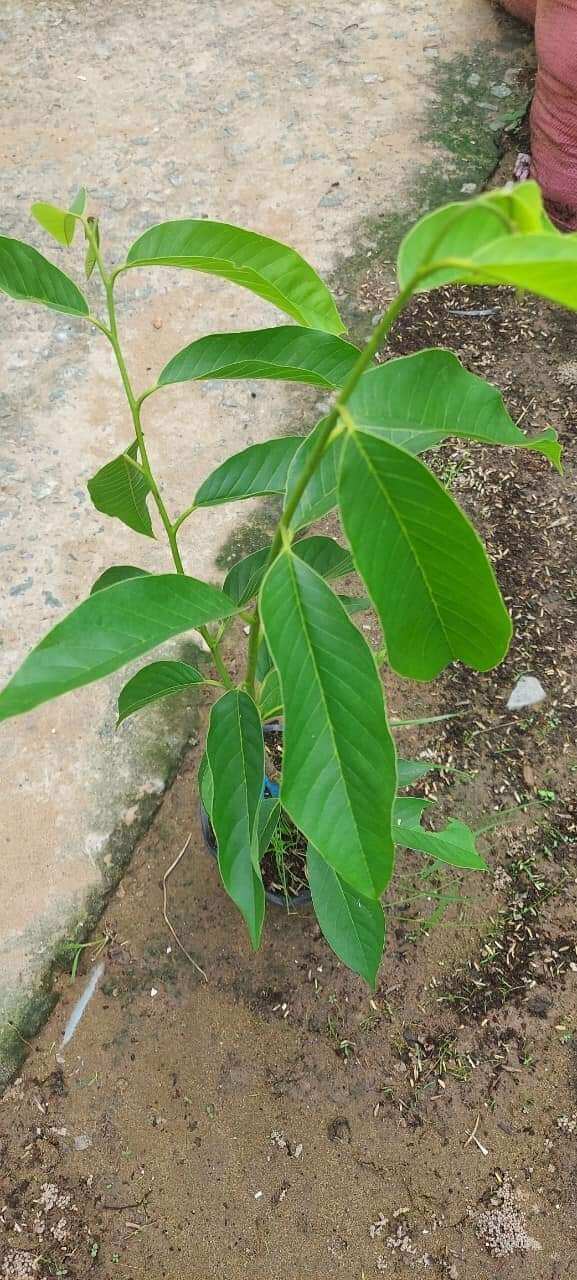 CÂY NA ĐỎ ÚC