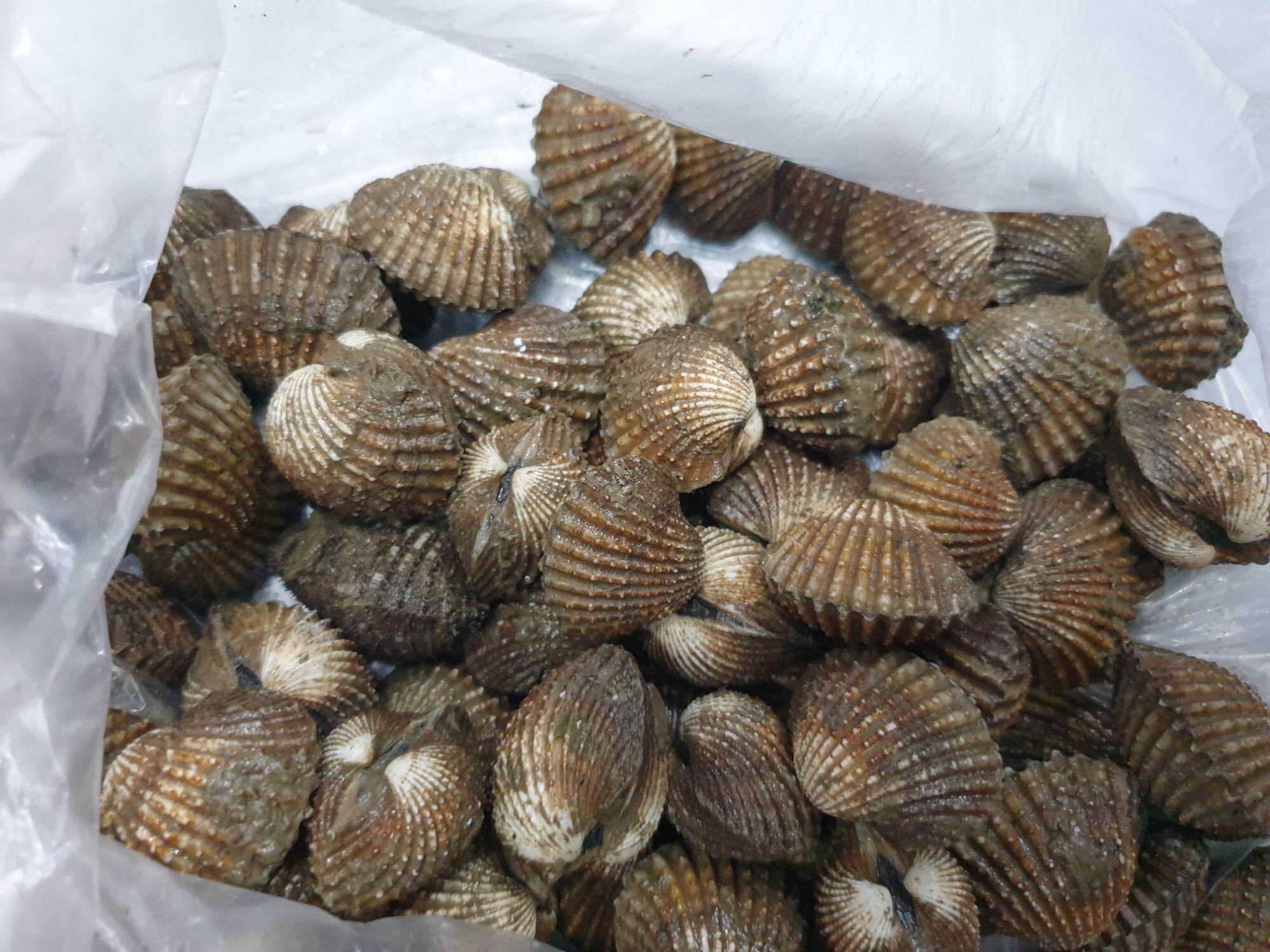 sò huyết H&LFOOD