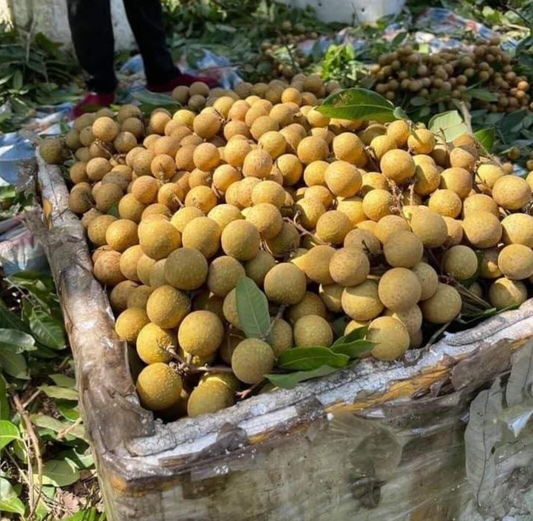 Long nhãn gói 1kg