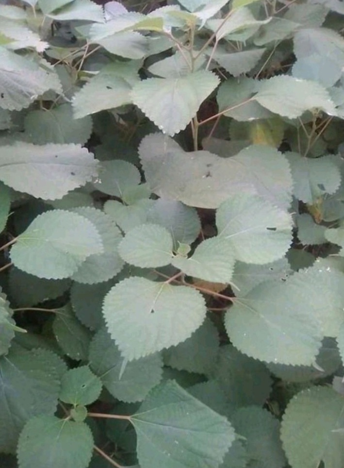 LÁ GAI KHÔ NHẶT SẠCH CỌNG, LOẠI 1 KÝ