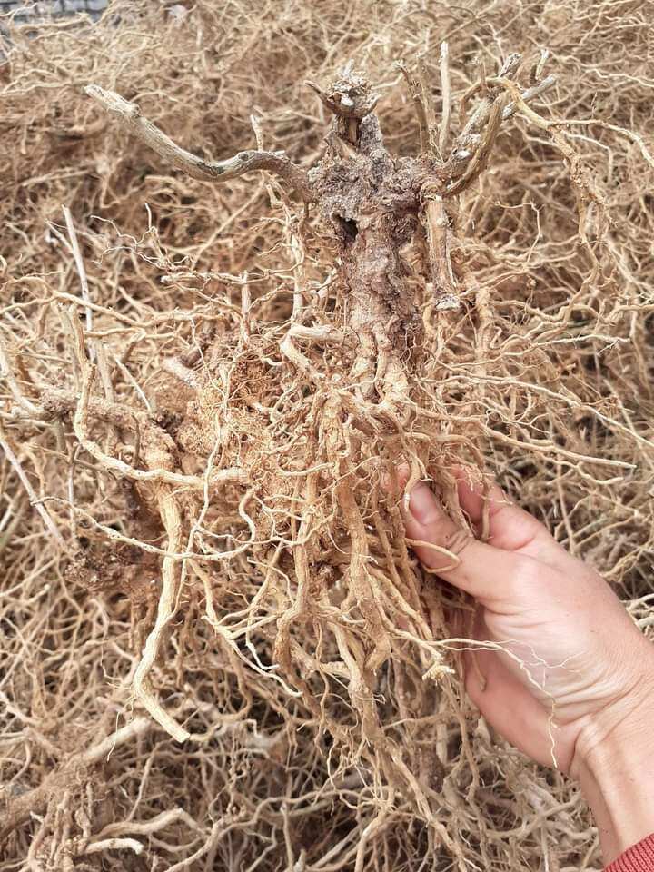 125k/1 kg rễ cây cà gai Leo khô nguyên chất