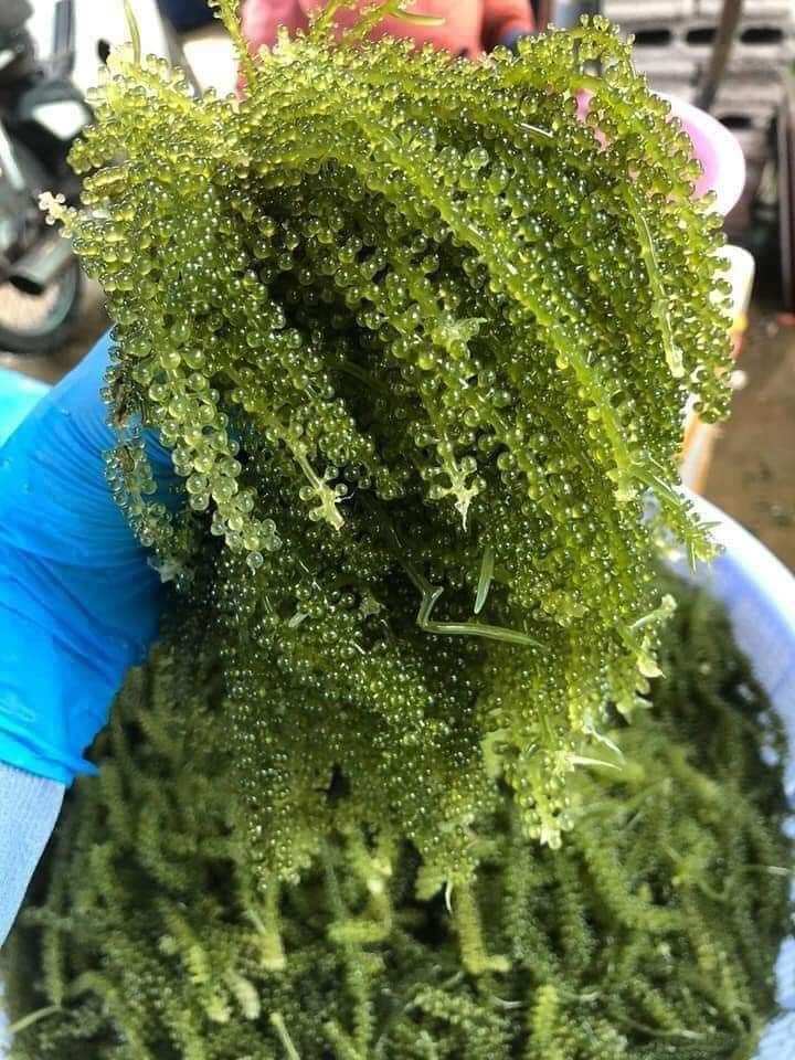 Combo 3kg rong nho tươi 240k tặng 2 chai sốt mè rang.