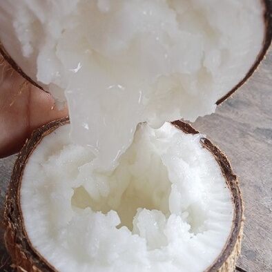 Cây dừa sáp giống