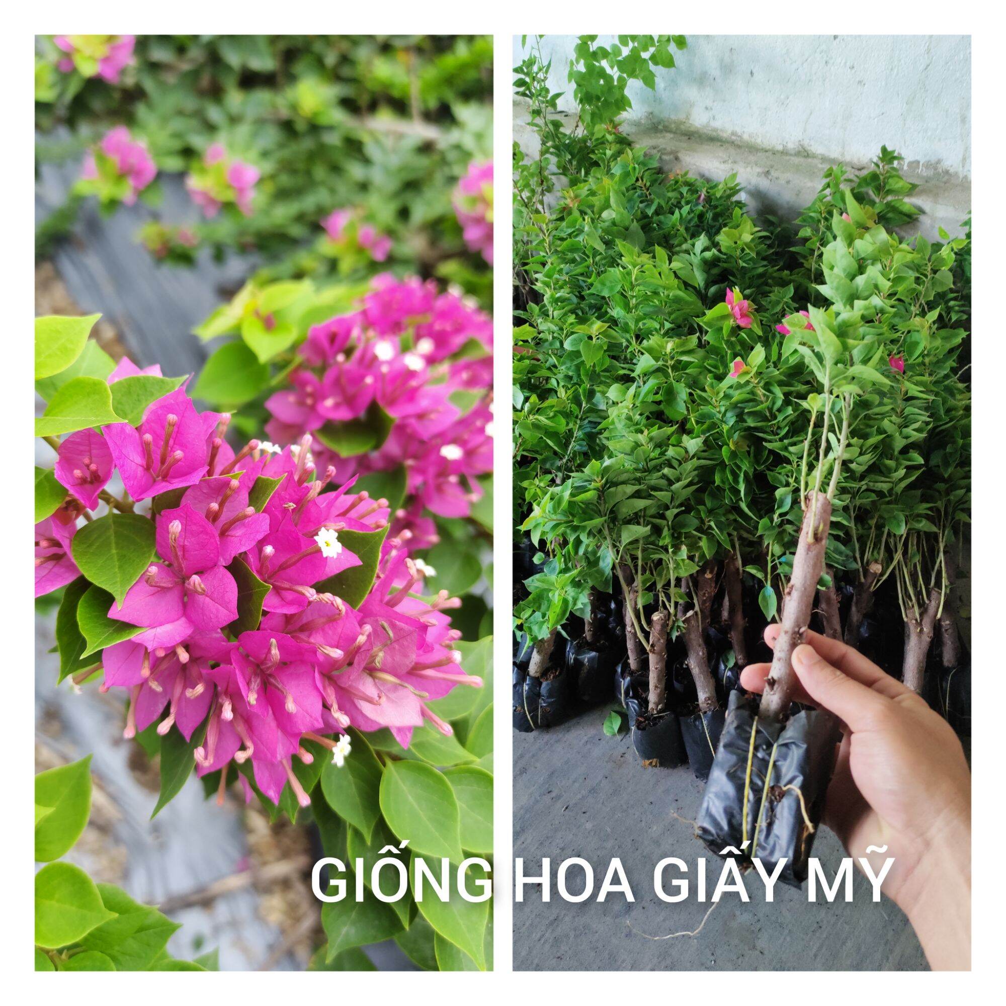Cây giống hoa giấy Mỹ, bầu giống rễ nhiều , cây giâm cành .
