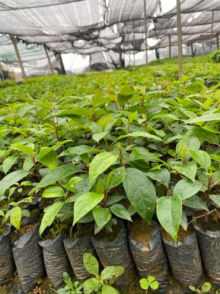 Cây long não đuổi muỗi côn trùng