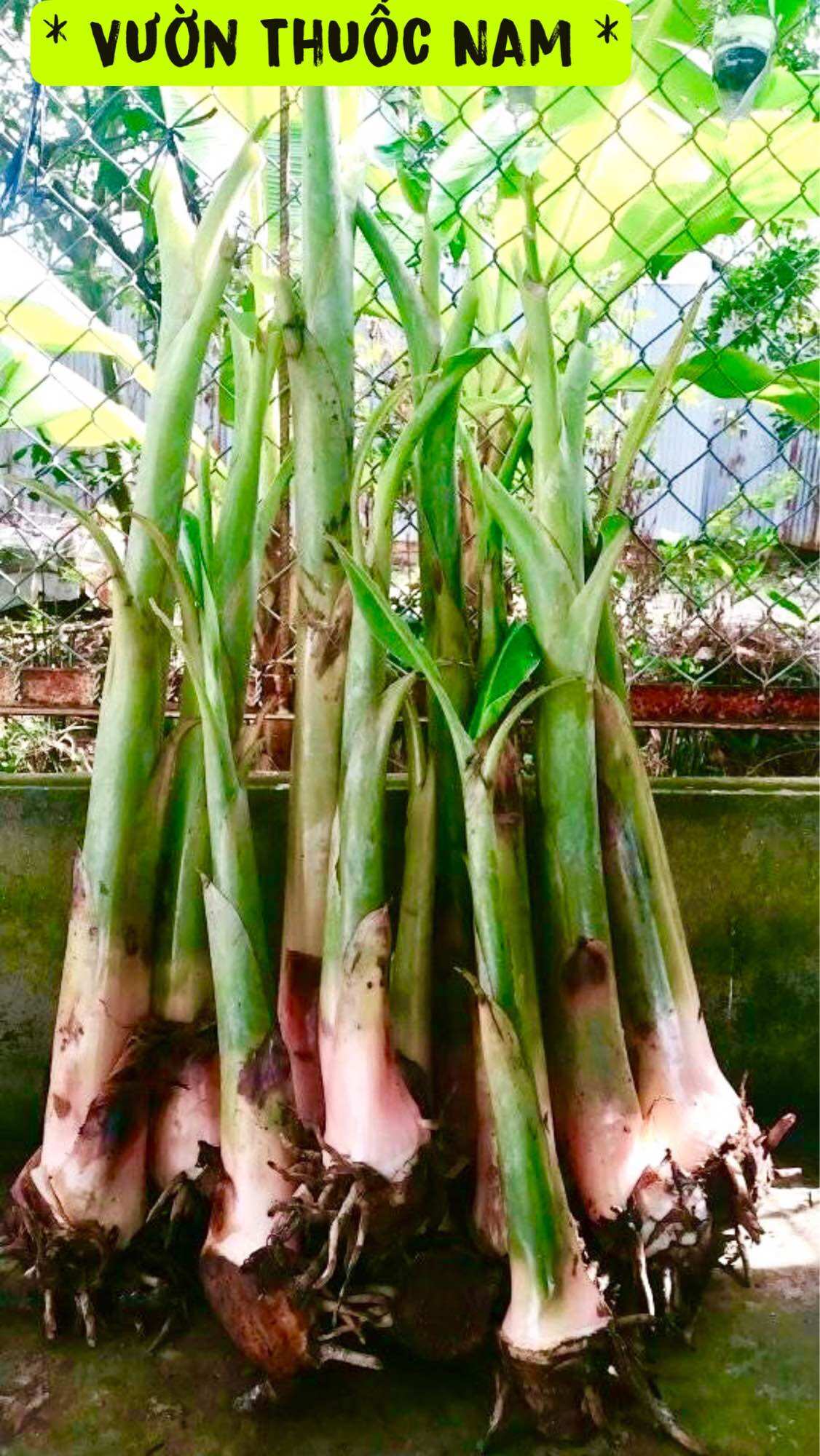 Cây chuối xiêm giống cây giống chuối xiêm to khoẻ