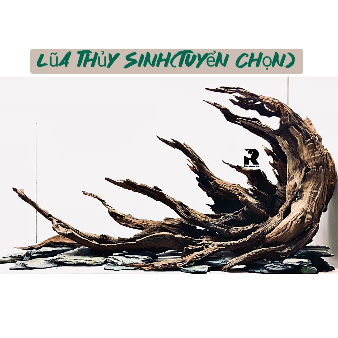 lũa thủy Sinh trang trí bể cá săn mồi cá lóc vây xanh