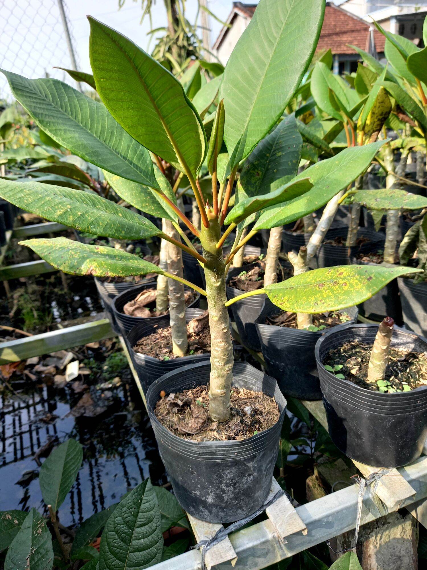 cây sứ đại vàng hoa thơm