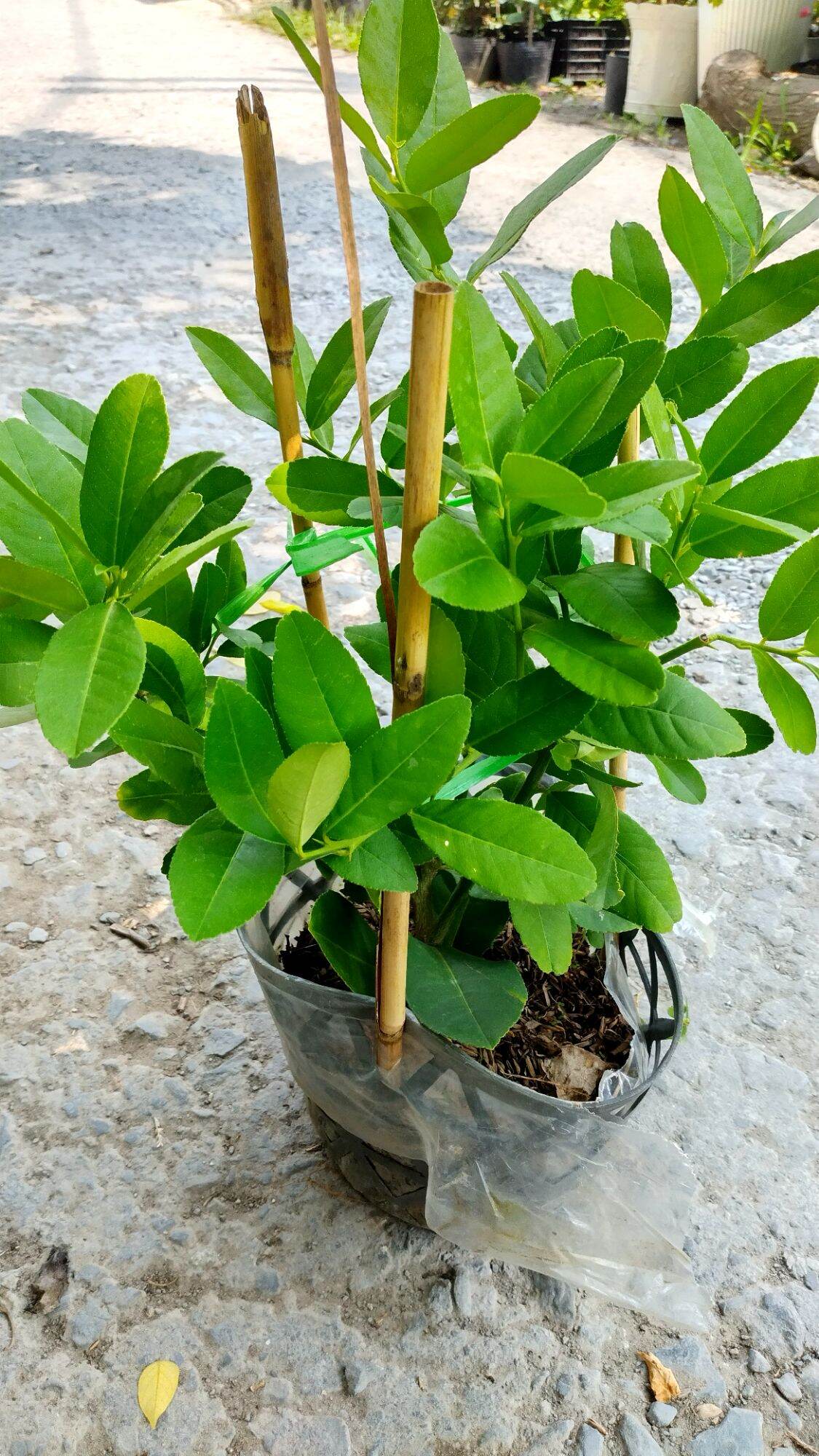 Cây Chanh vàng mỹ Eureka, Chanh Tây