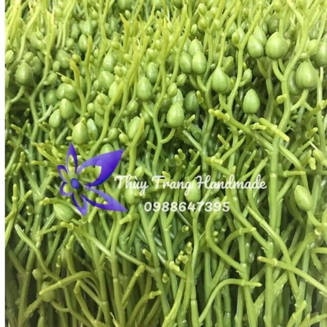 Cành hoa Lan Hồ Điệp có đúc sẵn nụ