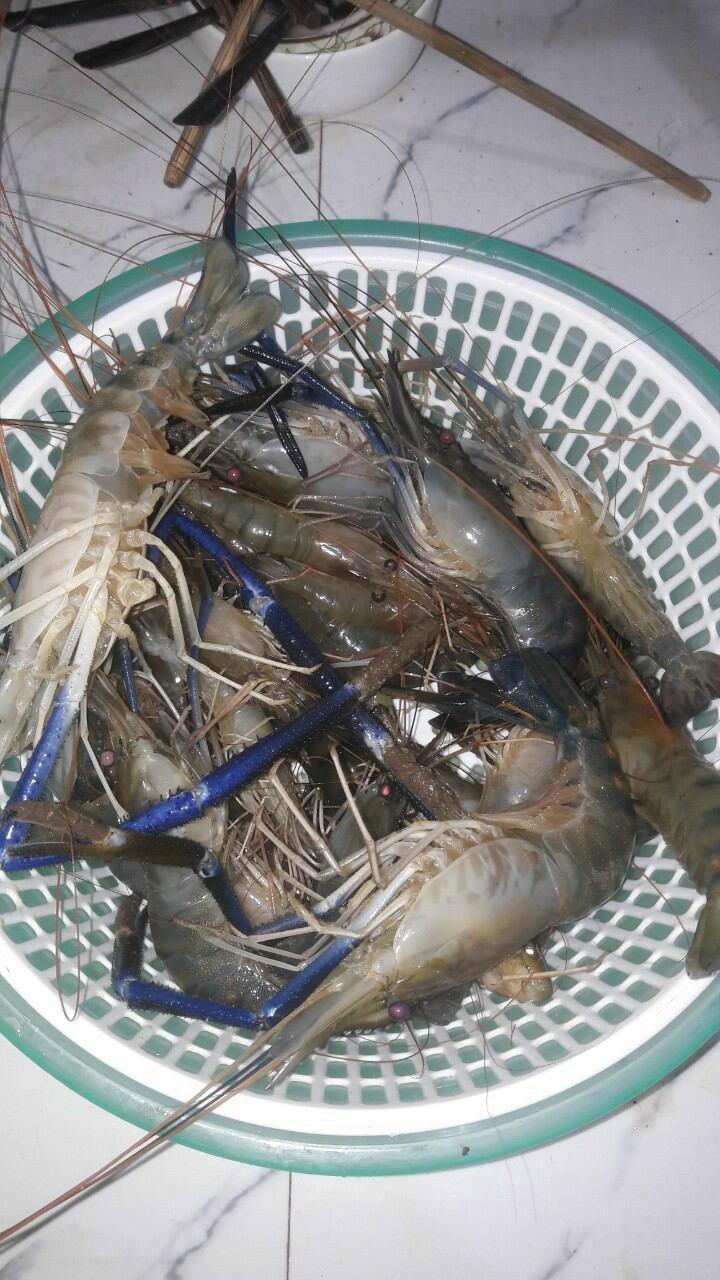 LƯỠI CÂU TÔM HÀN QUỐC PIONER 2 GÓI