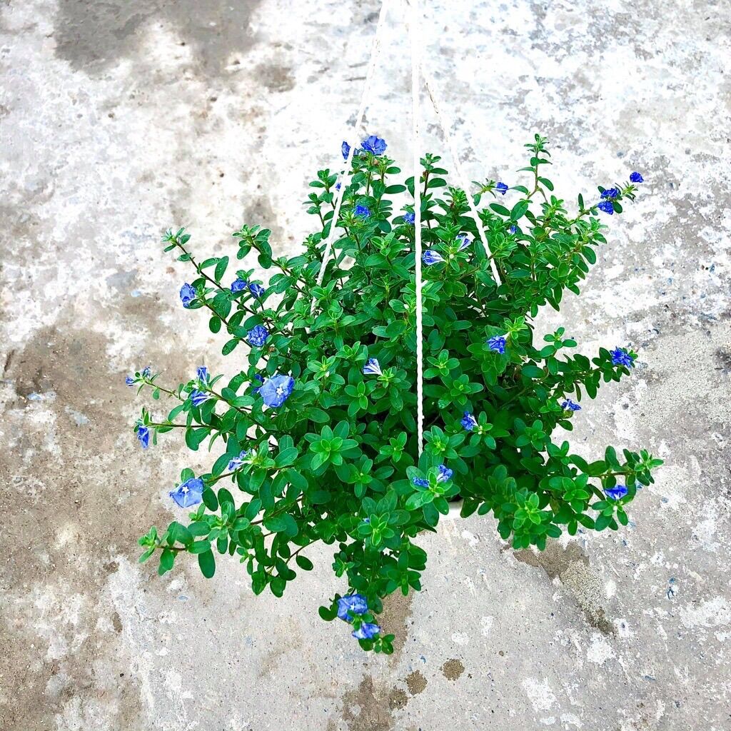 Chậu treo hoa thanh Tú