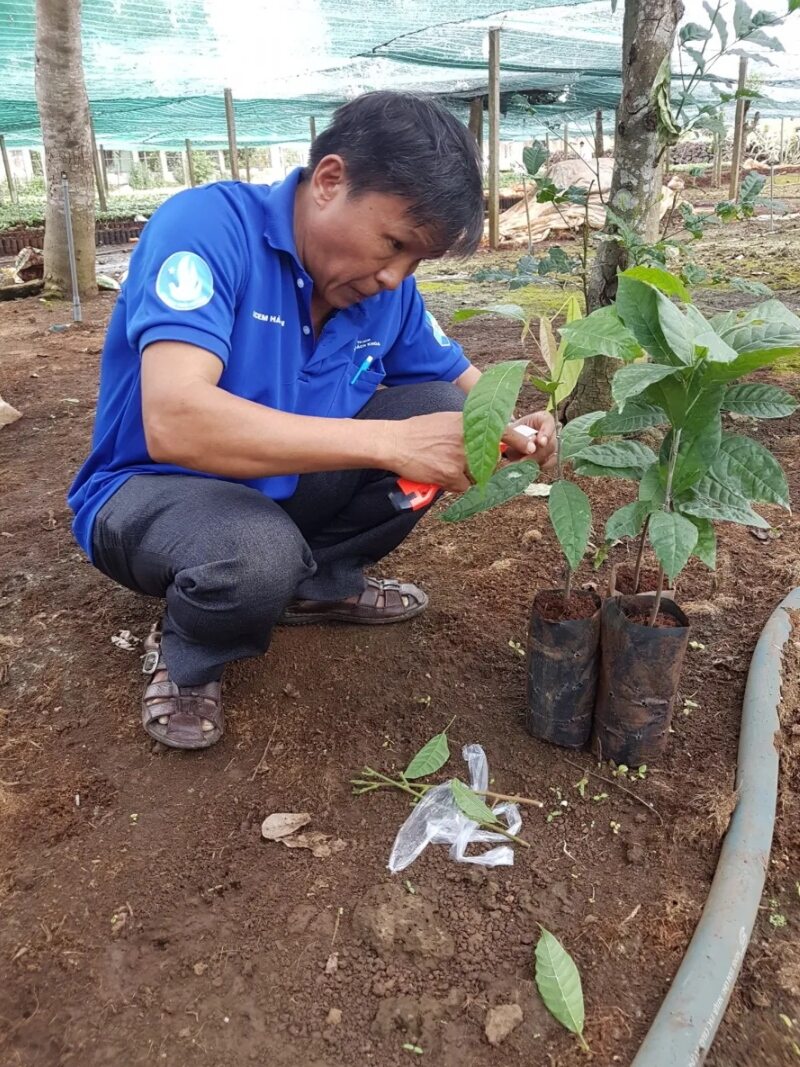 Cây cacao giống