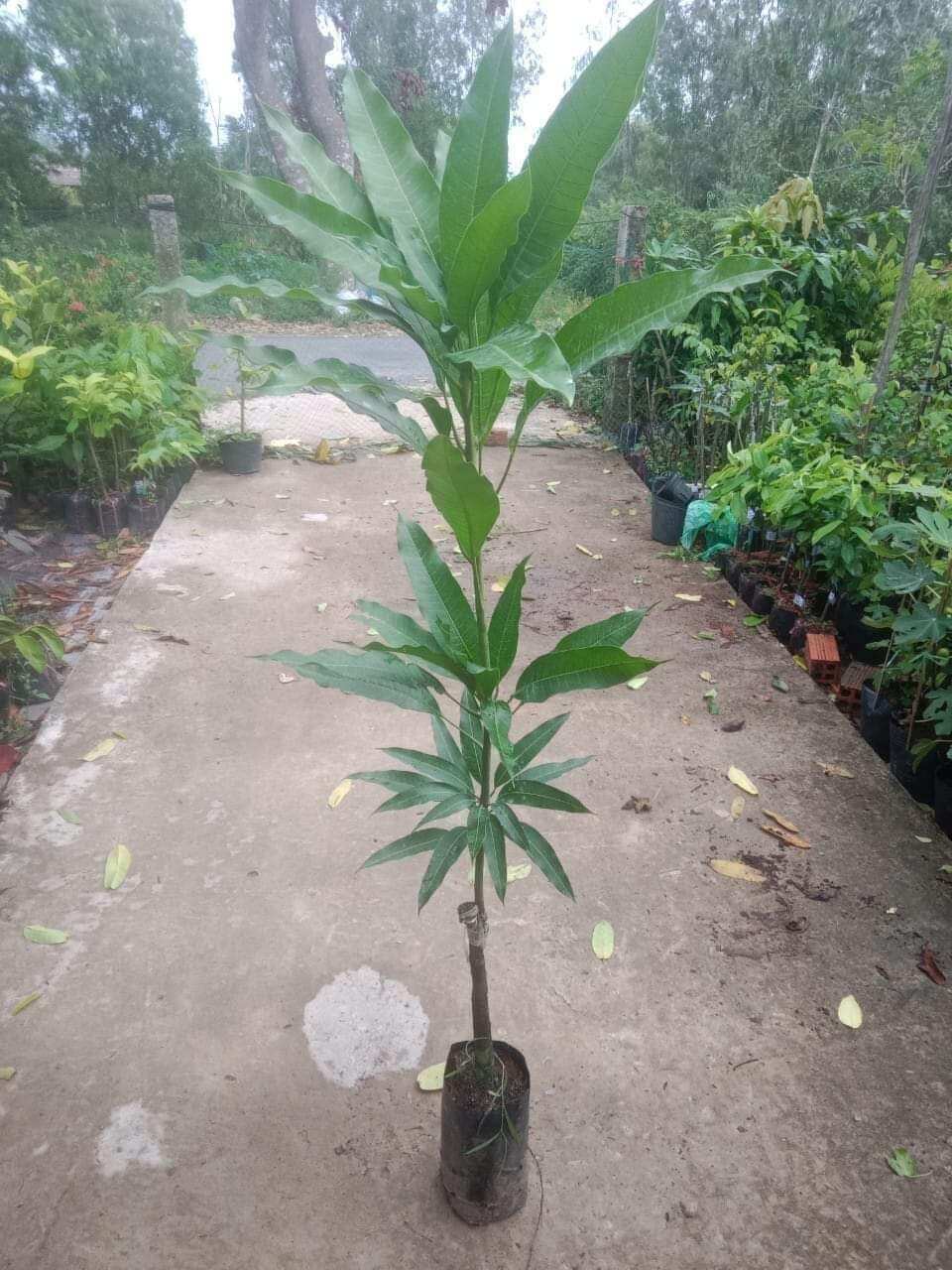 1 CÂY XOÀI TƯỢNG. XOÀI XƯA
