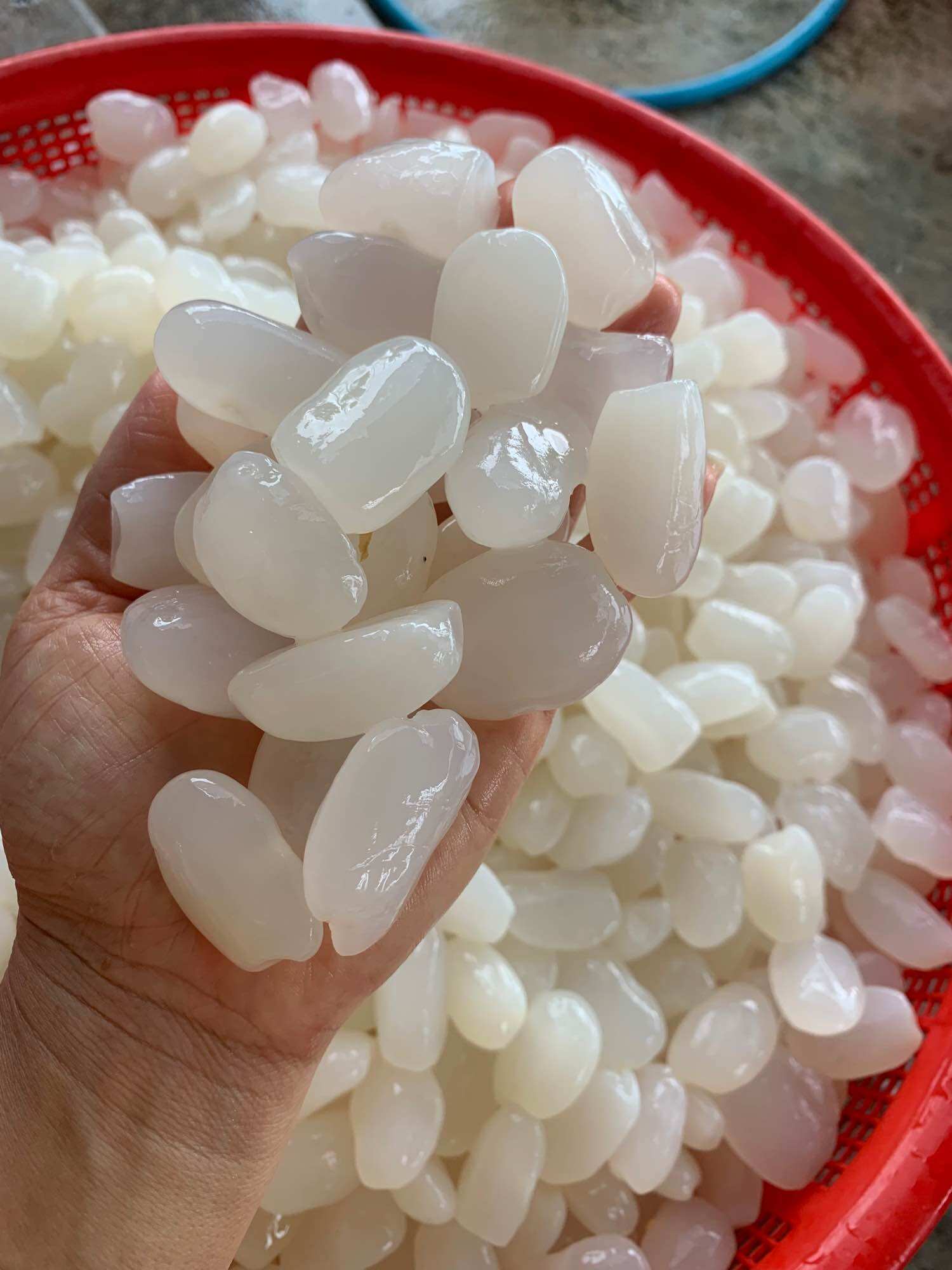 1kg Hạt Đác Tươi Nha Trang Size Trung Mềm Dẻo Không Cứng( Có Hút Chân không)