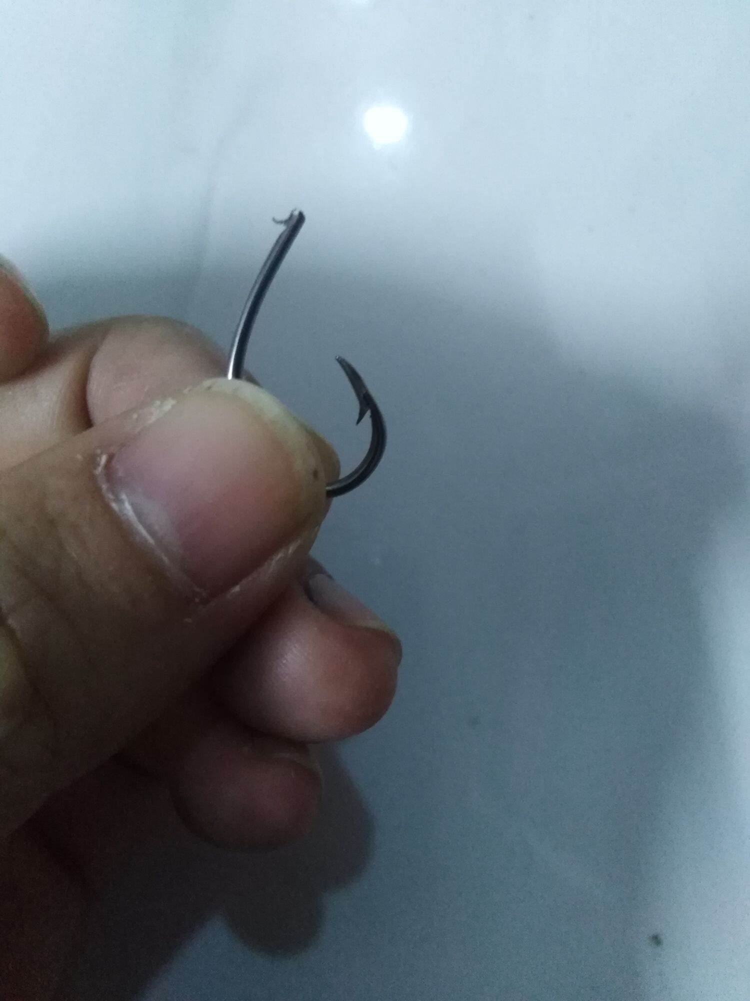 100 lưỡi ó cắm câu lóc, ếch