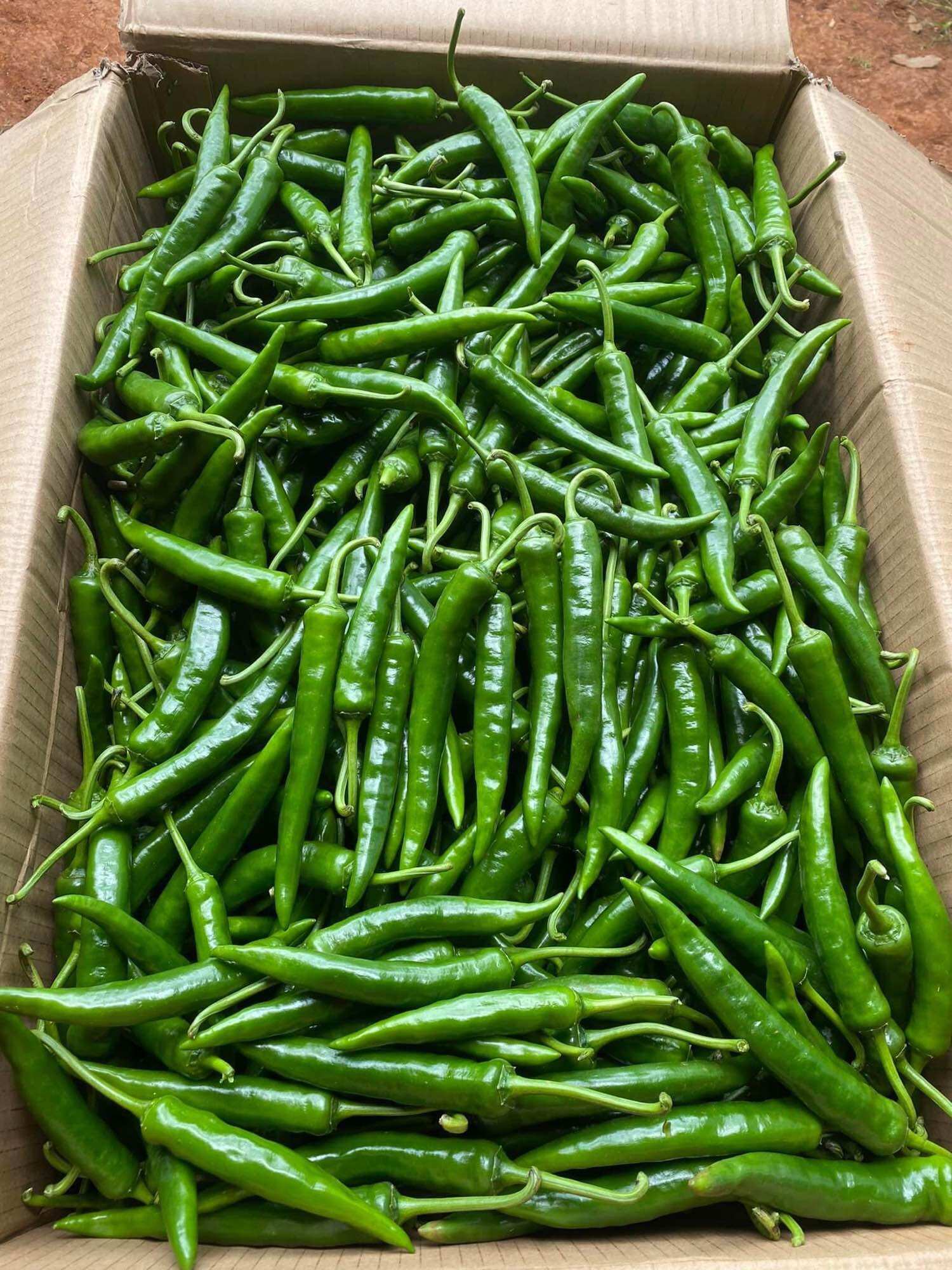 Ớt sừng xanh Hàn quốc (100gr)