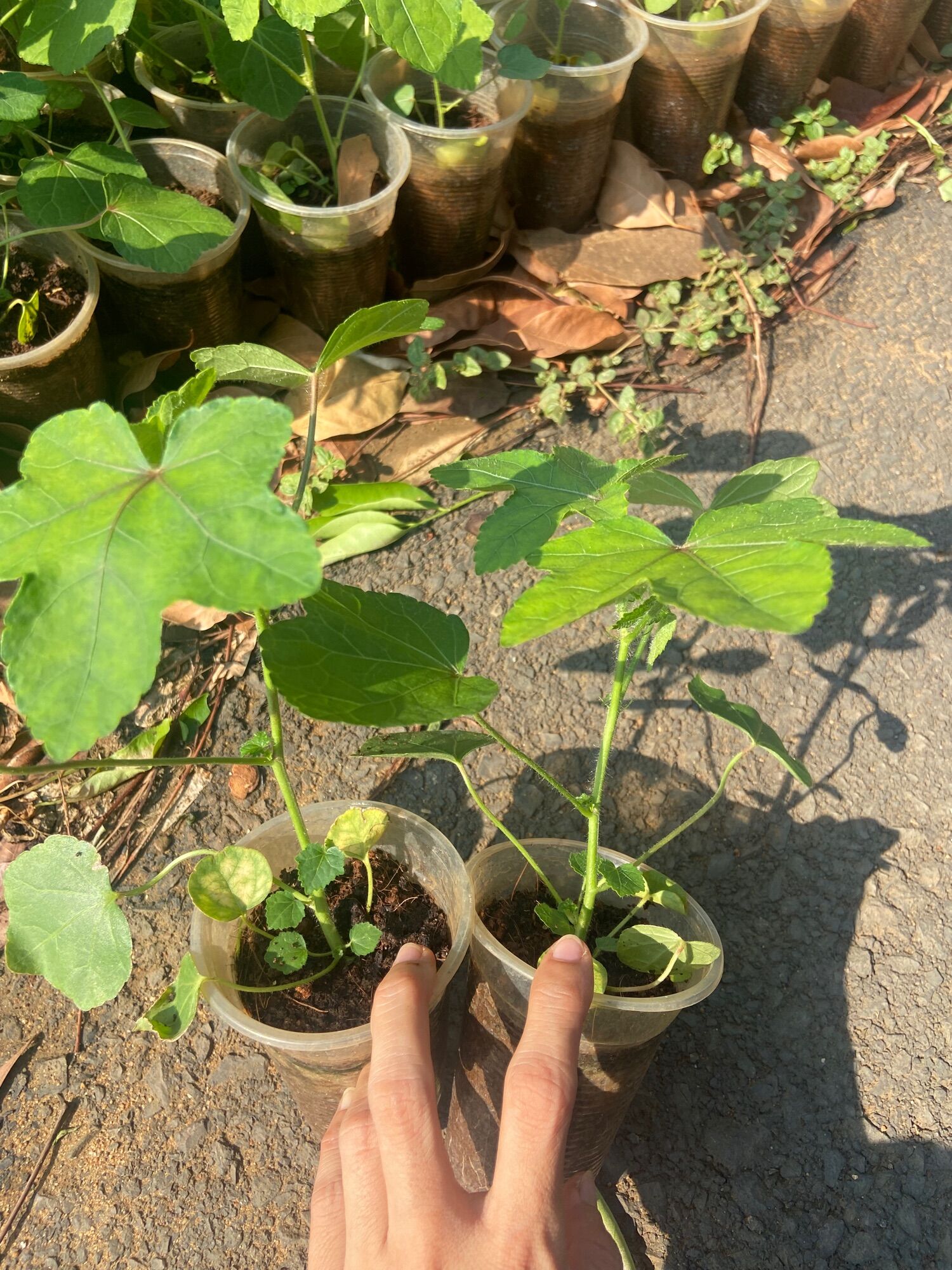 Cây sâm bố chính