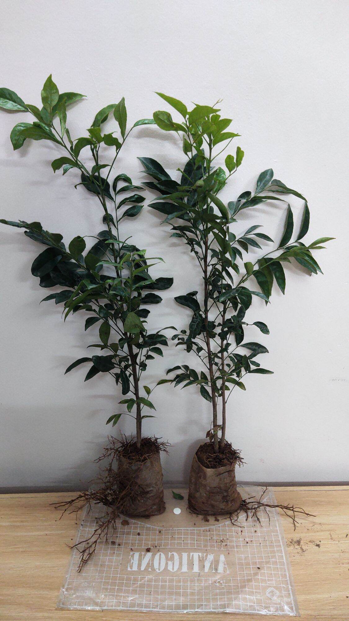 Cây giống móc mật (mắc mật)