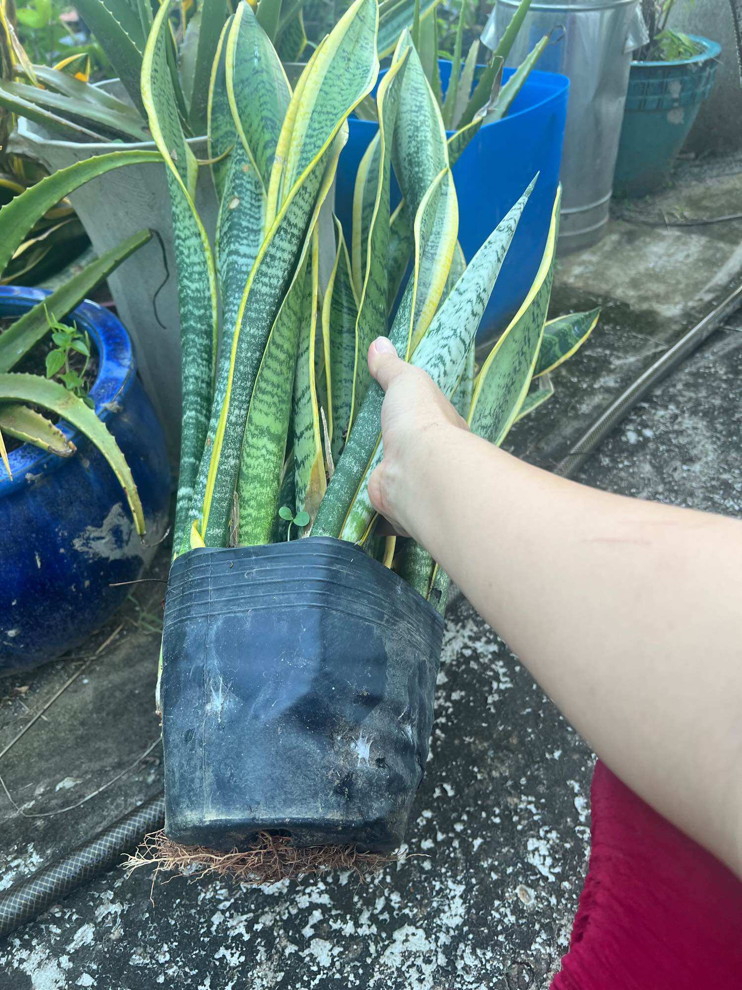 cây lưỡi hổ