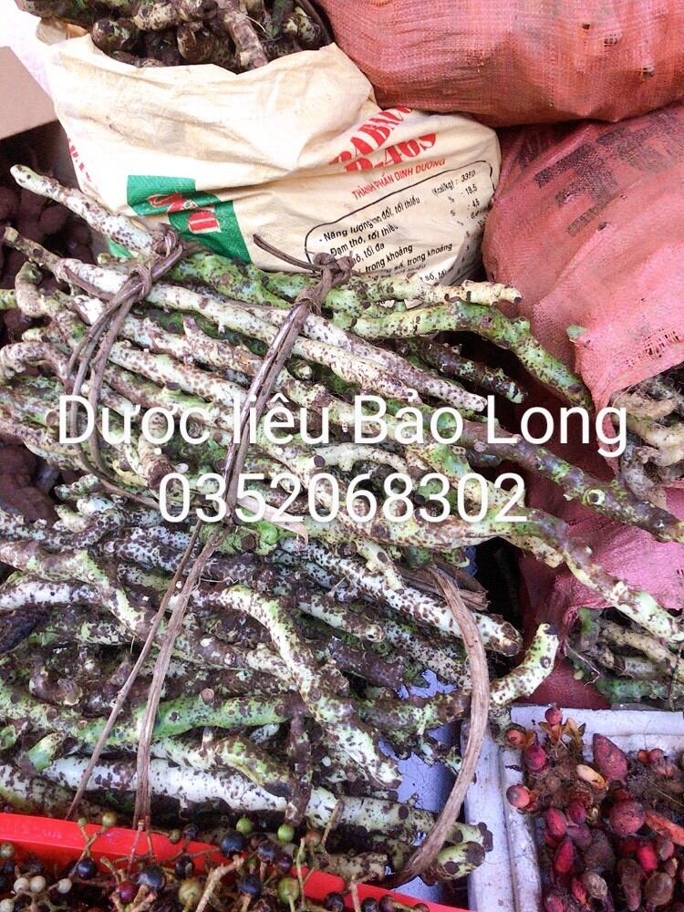 Tắc kè đá ( cốt toái bổ) tươi lai châu 1kg