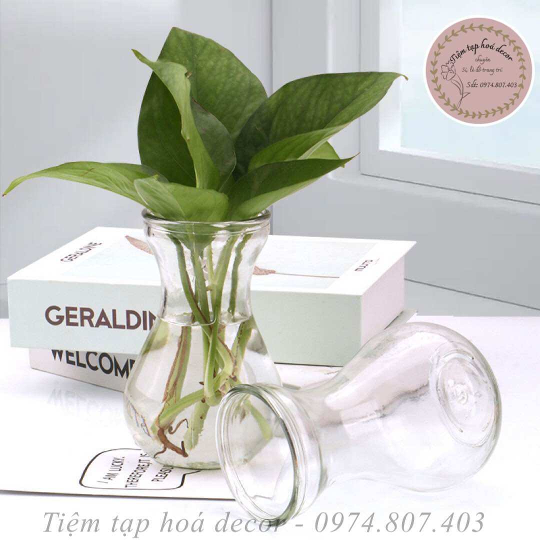 Bình trồng cây thuỷ sinh để bàn