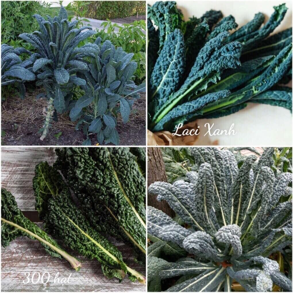 Hạt giống cải kale mỹ nhập khẩu
