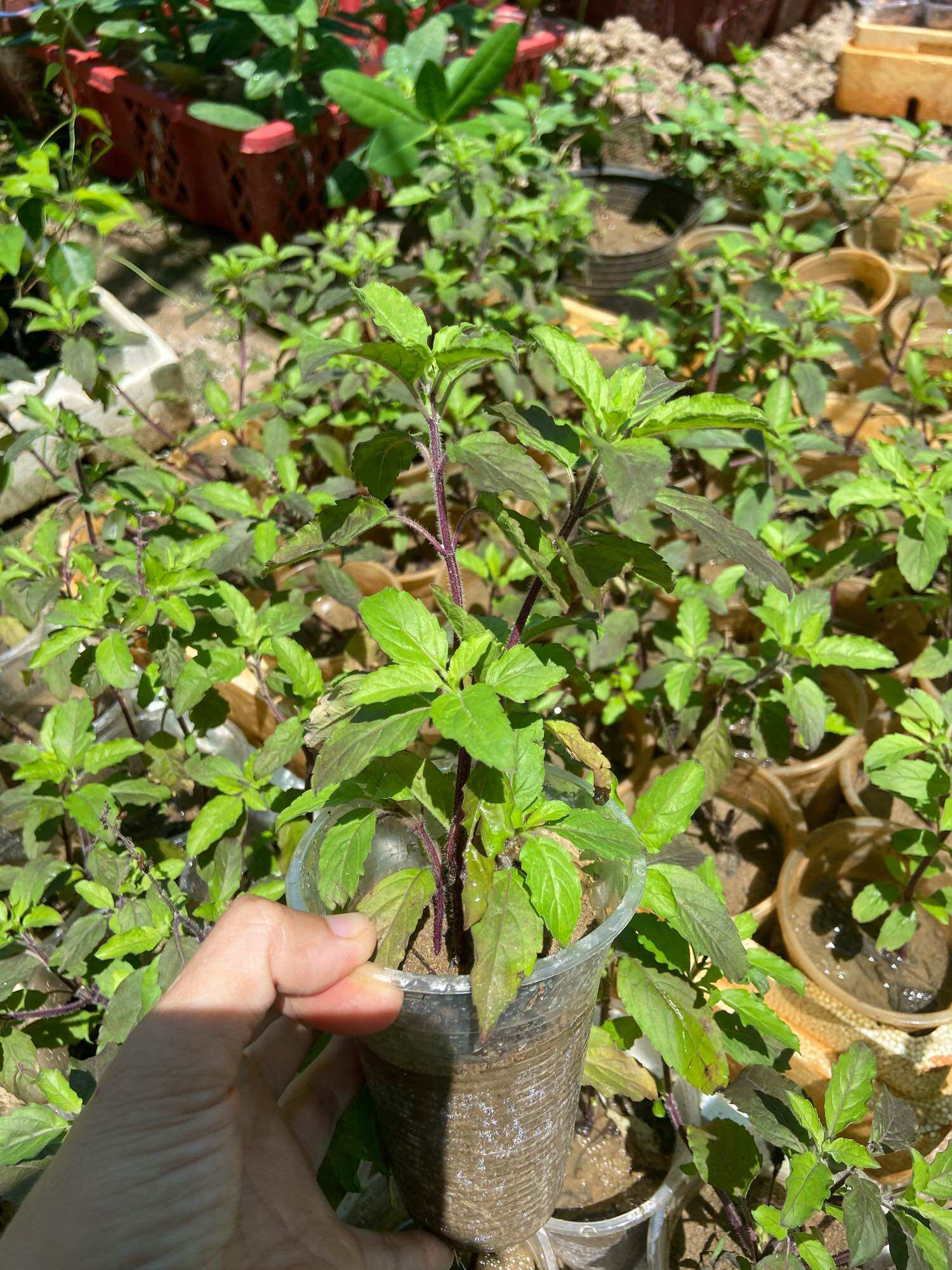 Cây giống hương nhu tía