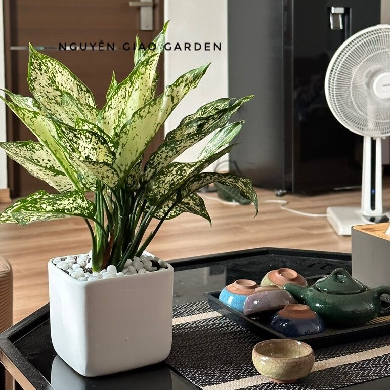 Cây ngọc ngân chậu sứ vuông để bàn