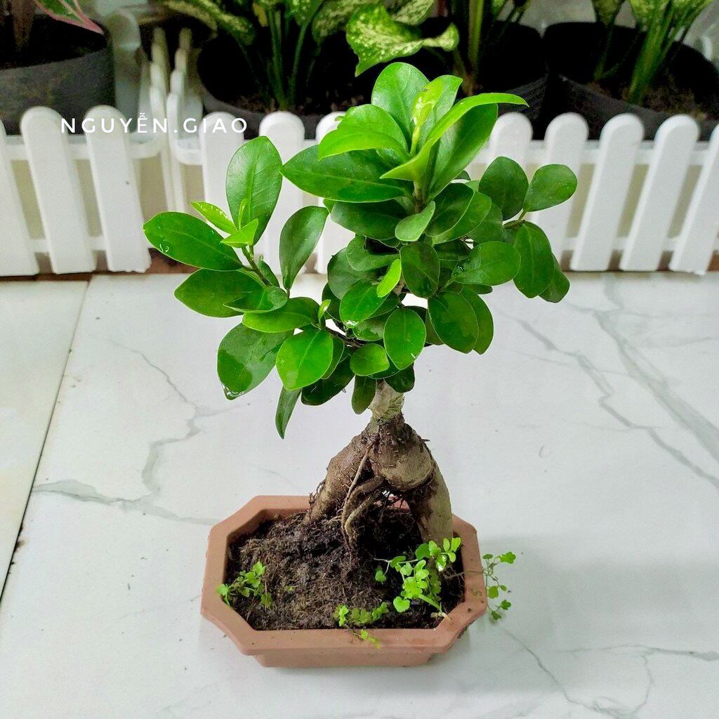 Cây si nhật bonsai để bàn dễ chăm sóc