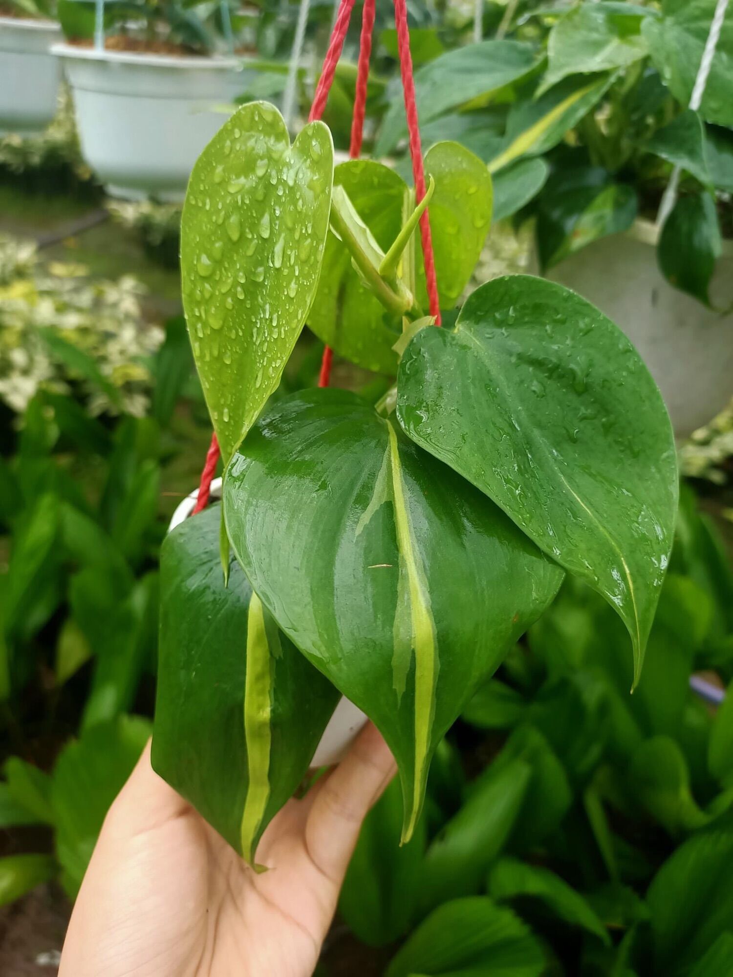 Cây trầu bà brazil/ Philodendron brasil
