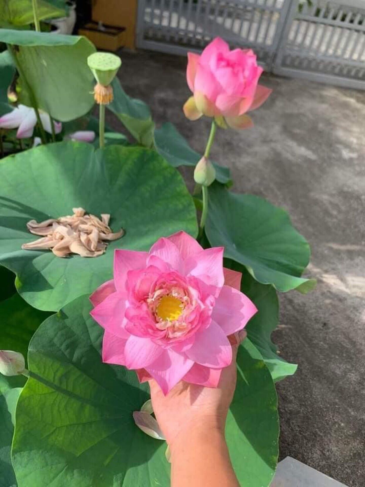 Củ Sen Thái giống- Finger of Eos