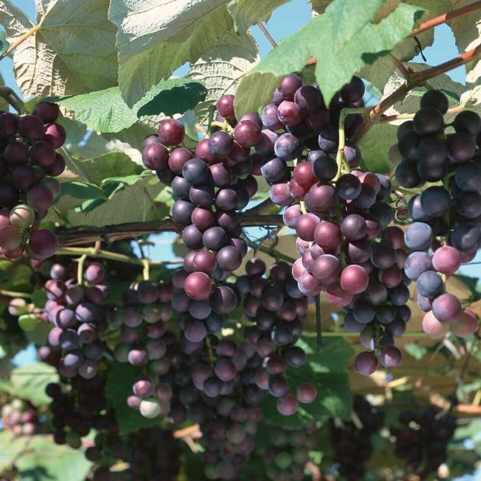 Nho Enden Ninh Thuận